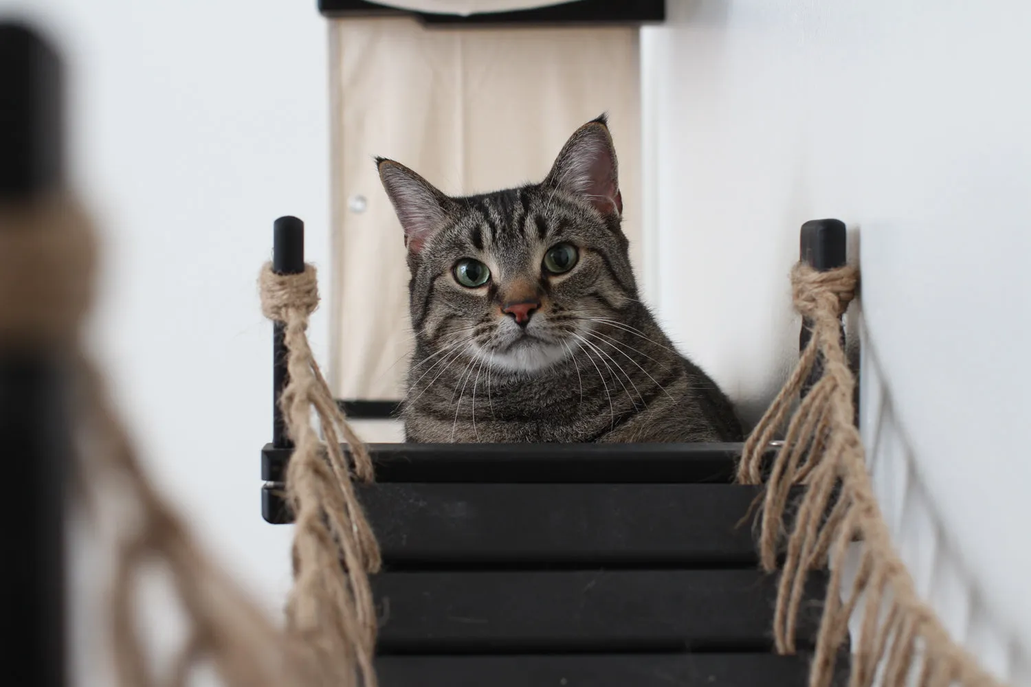 The Temple Cat Tree (Cat Condo For Walls)